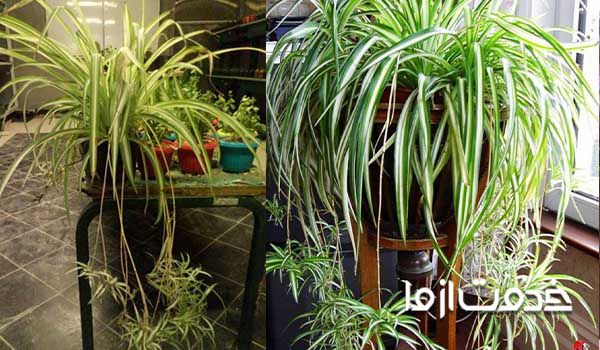 سوختن نوک برگ گیاه گندمی